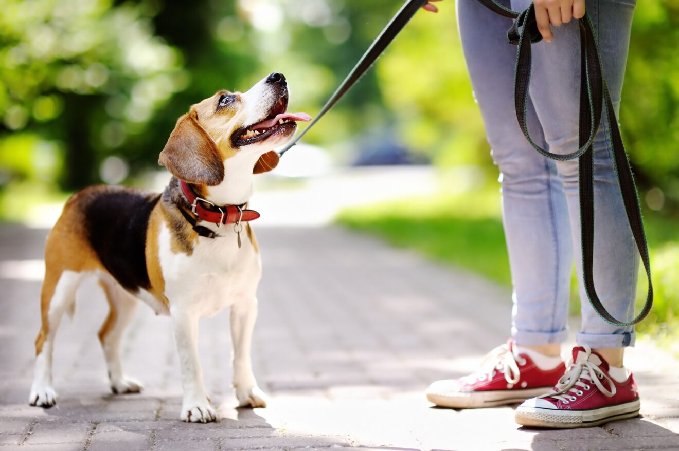 Propriétaires de chien(s) | Règles de bonne conduite