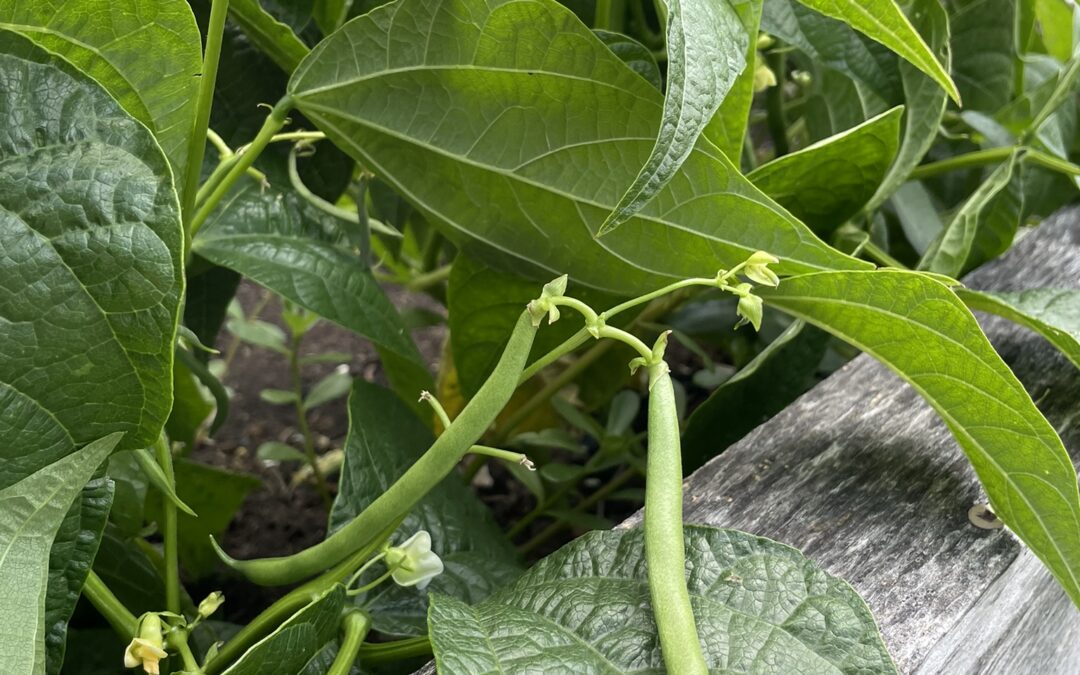 Le jardin communautaire déborde de fraîcheur — servez-vous!