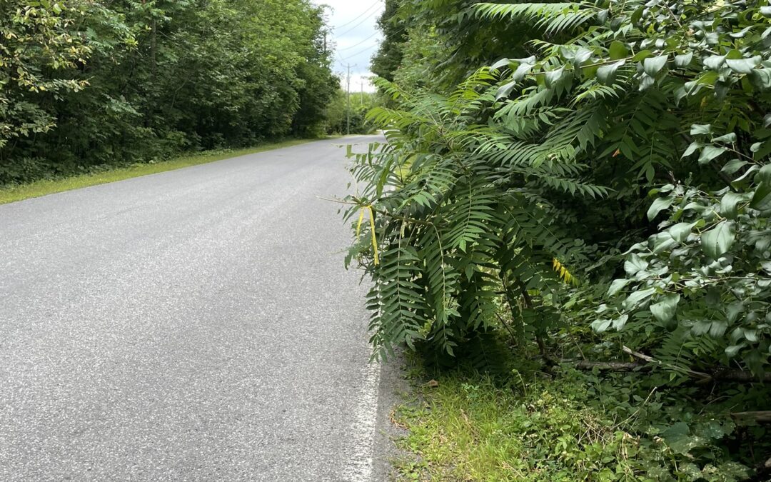 Voirie | Entretien de la végétation sur le chemin Saint-Henri