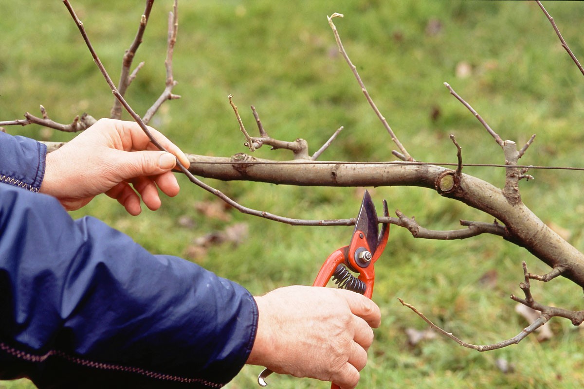 Conférence : Principes de base de la taille des arbres fruitiers | 3 avril 2026 à 18h30