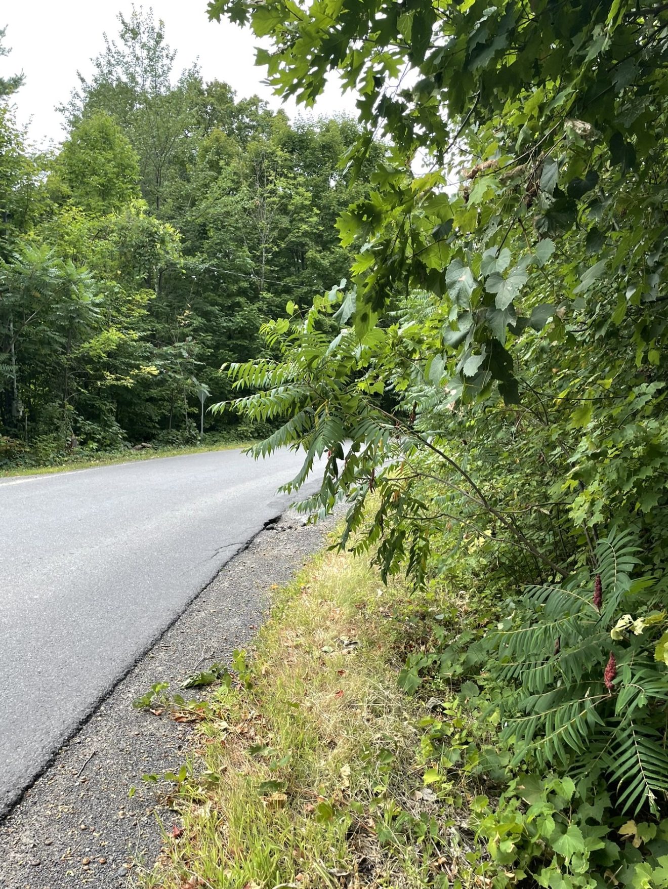 Voirie | Entretien de la végétation sur le chemin des Pommiers-Fleuris