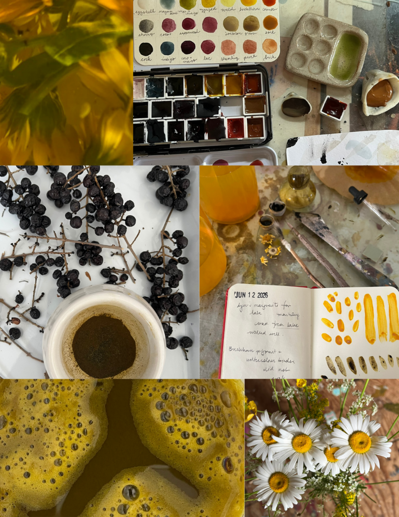 Atelier - Découverte de la pigmentation naturelle | 17 octobre 2026